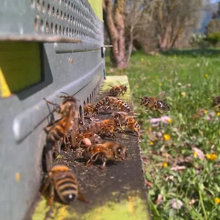 Alojamento de Acomodação e Pequeno-almoço Terra E Paglia 3*