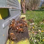 Frühstückspension Terra E Paglia 3*